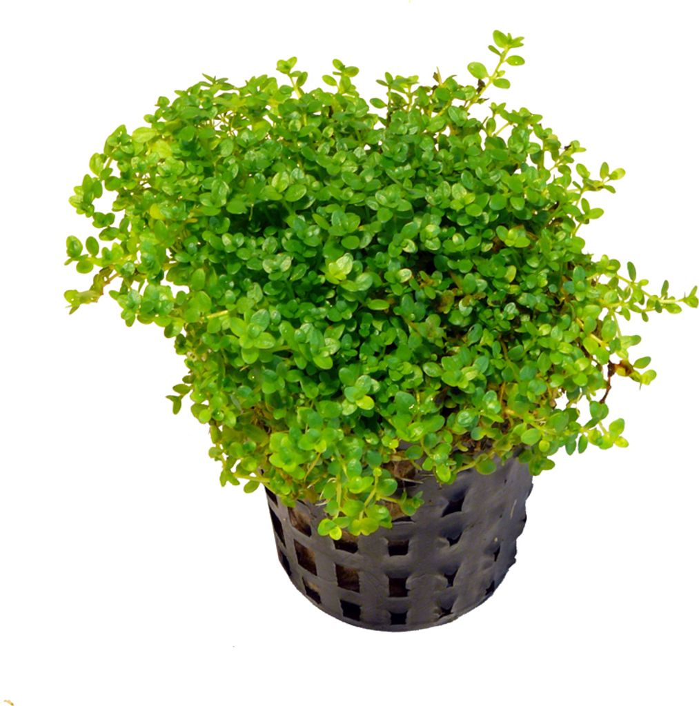 3 volle Töpfe Hemianthus callitrichoides cuba - 1A Qualität