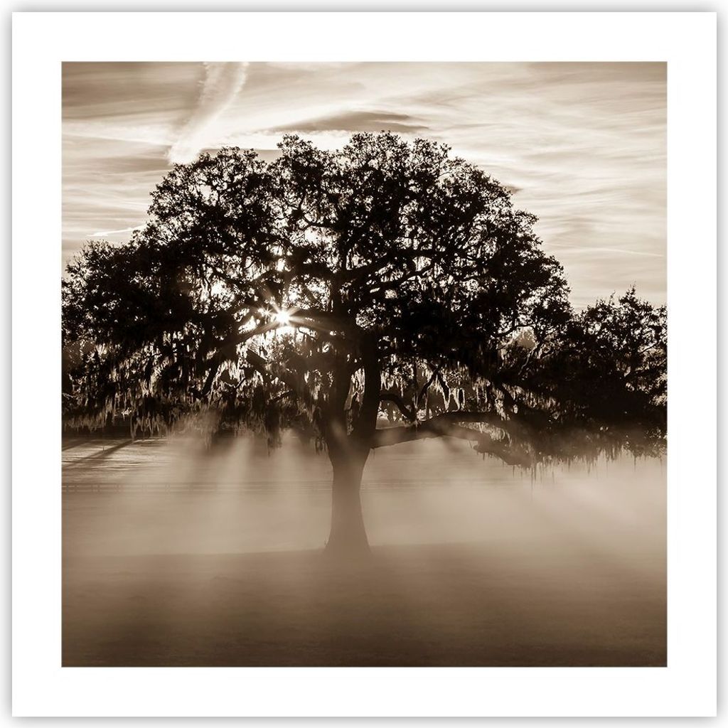 Poster - Poster ohne Rahmen - Baum Feld Natur - 50x50 cm - Wand Bild - Wanddeko - Wandbilder - Kunstposter - Wandposter - Bilder - Kunstdruck - Wan...