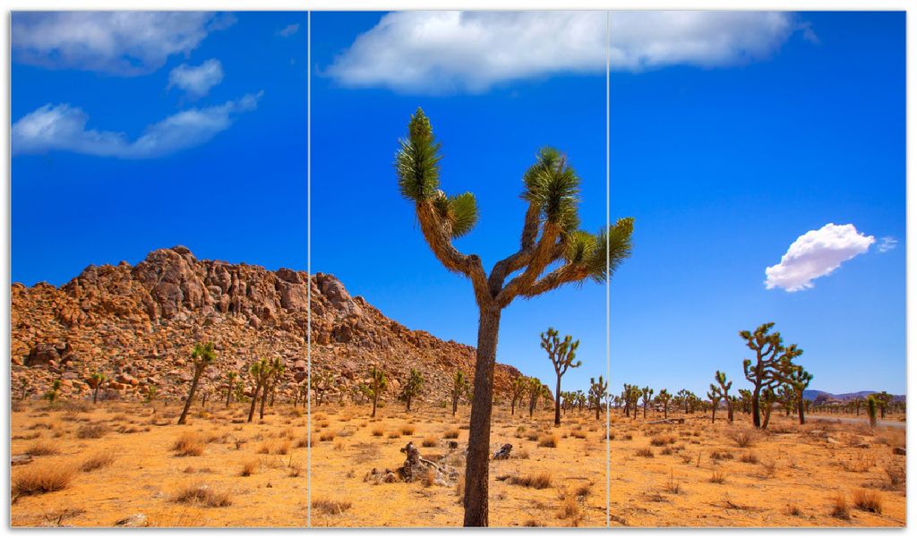 Wallario Herdabdeckplatte aus Glas, Größe 90 x 52 cm 3-teilig, Motiv Palmlilie im Nationalpark Yucca Valley Wüstenlandschaft