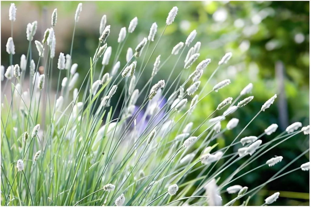 Stauden Gänge 5 x Sesleria sadleriana im 1 Liter Topf - Ungarisches Blaugras - Ziergras mit alpinem Charme und Anmut - Immergrün - Winterhart