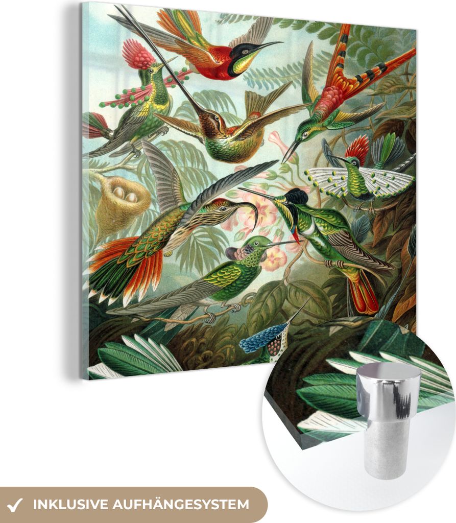 MuchoWow Glasbilder - Bilder auf Wandbild - Foto auf Glas Trochilidae - Ernst Haeckel - Vogel 90x90 cm Wanddekoration aus Glas - Acrylglasbild - Ac...