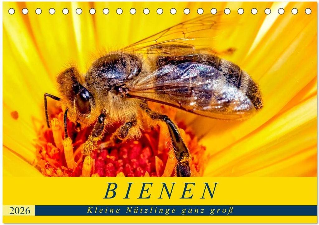BIENEN - Kleine Nützlinge ganz groß (Tischkalender 2026 DIN A5 quer), CALVENDO Monatskalender