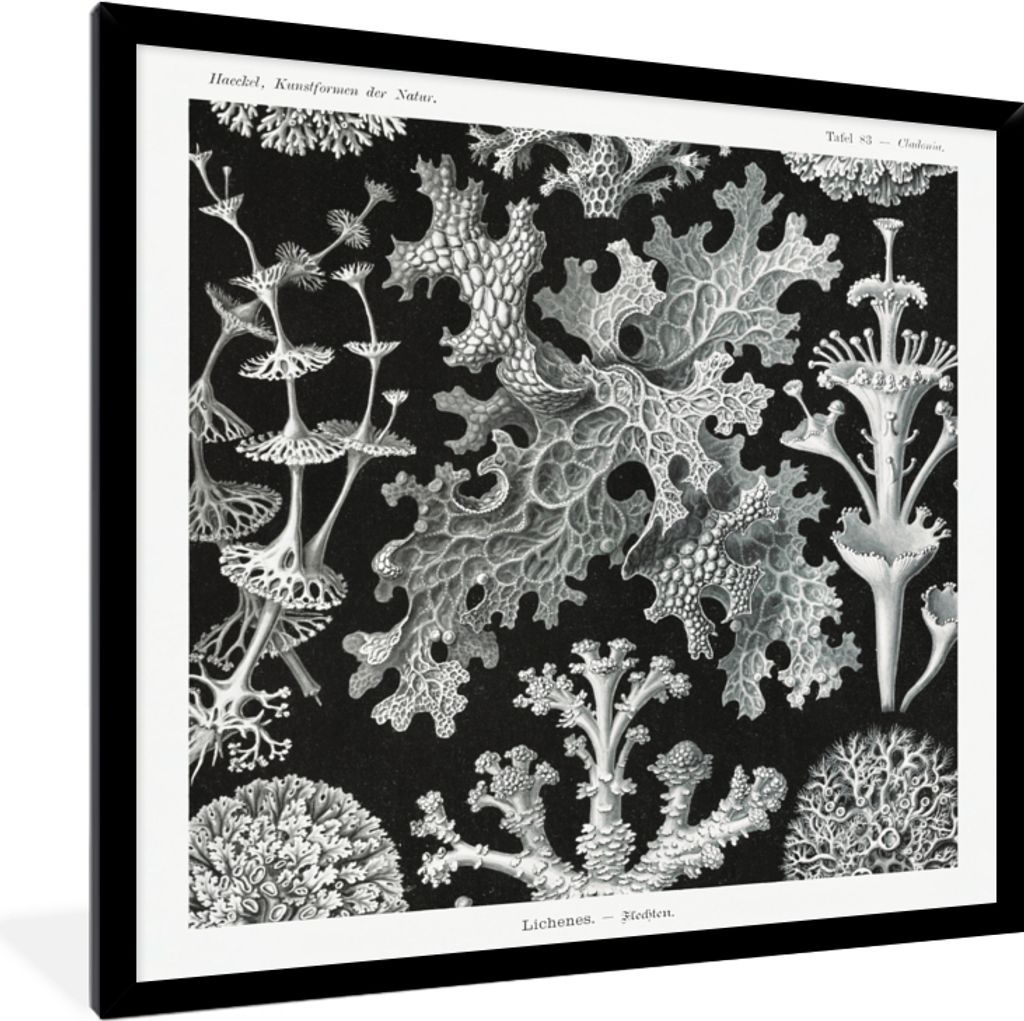 MuchoWow Gerahmtes Poster Moos - Botanisch - Vintage - Schwarz und weiß - Pilz Illustration 40x40 cm - Poster mit Schwarzem Bilderrahmen Wandpos...