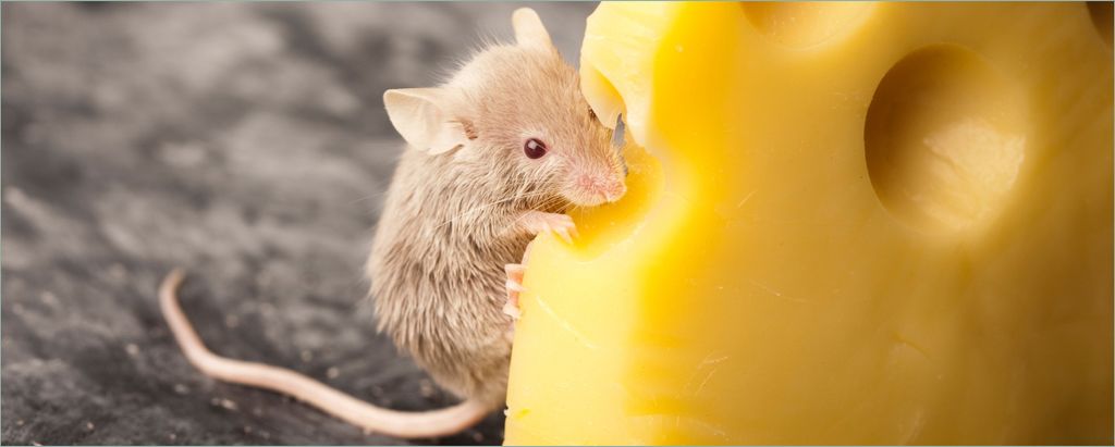 Wallario Poster - Süße Maus knabbert an einem Käse in der Küche, Kunstdruck Größe: 80 x 200 cm