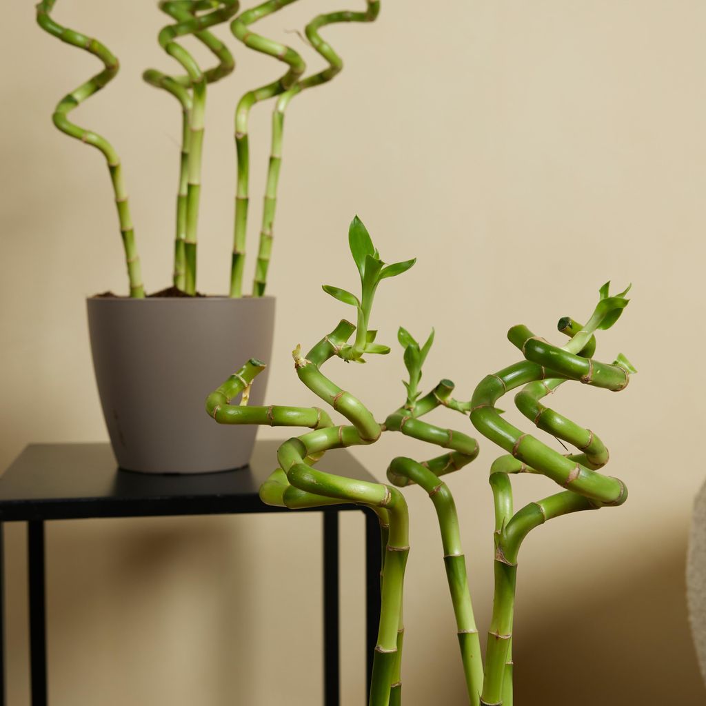 Bloomique - 10er-Set - Dracaena Sanderiana - Glcksbambus -