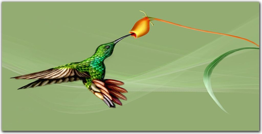 Coloray Küchenrückwand 120x60 Spritzschutz aus Glas - Tier Vogel