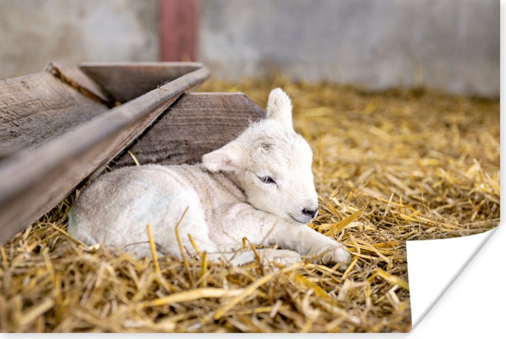 MuchoWow Poster Ein neugeborenes Lamm, das zwischen den Strohhalmen liegt 120x80 cm - Bilder