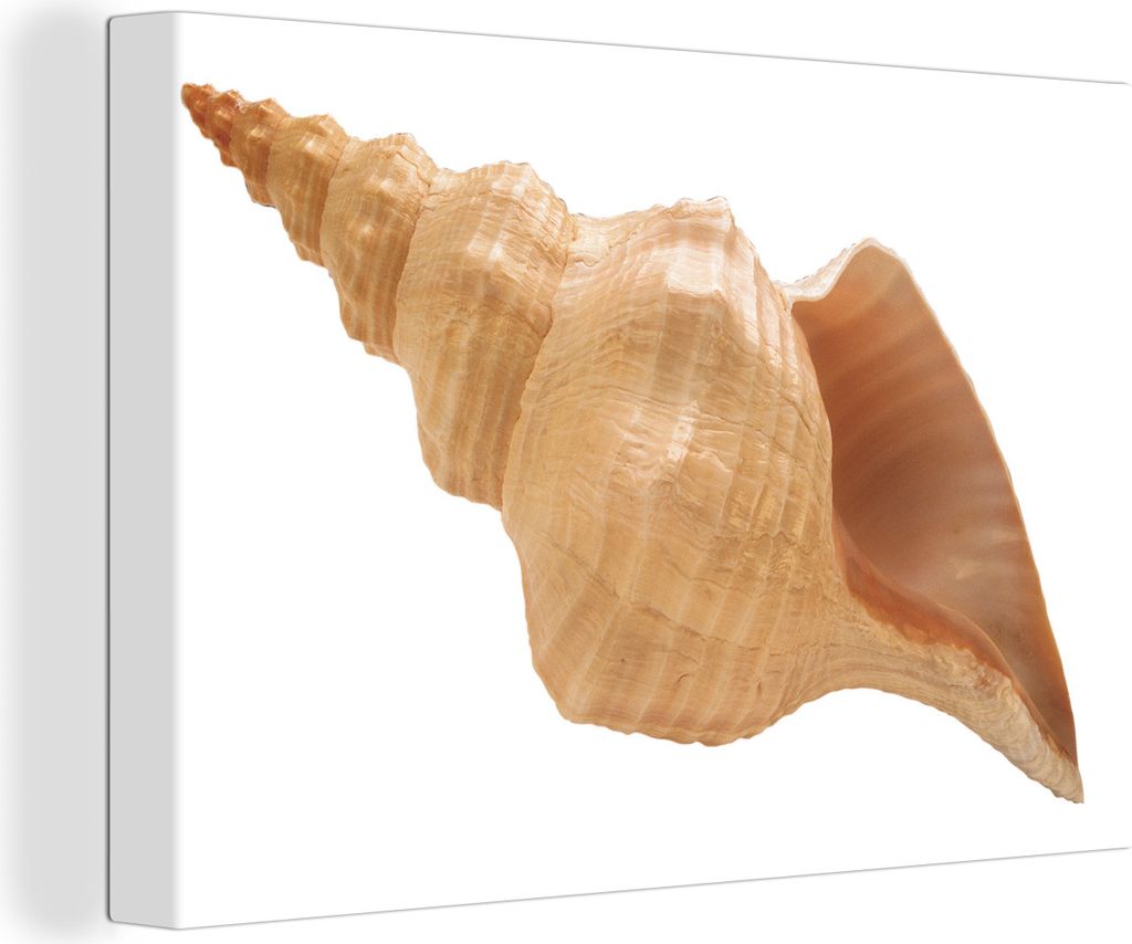 OneMillionCanvasses - Leinwandbilder - 140x90 cm, Muschel - Beige - Weiß, Wandbilder Kunstdruck Wanddekoration - Foto auf Leinwand - Gemälde au...