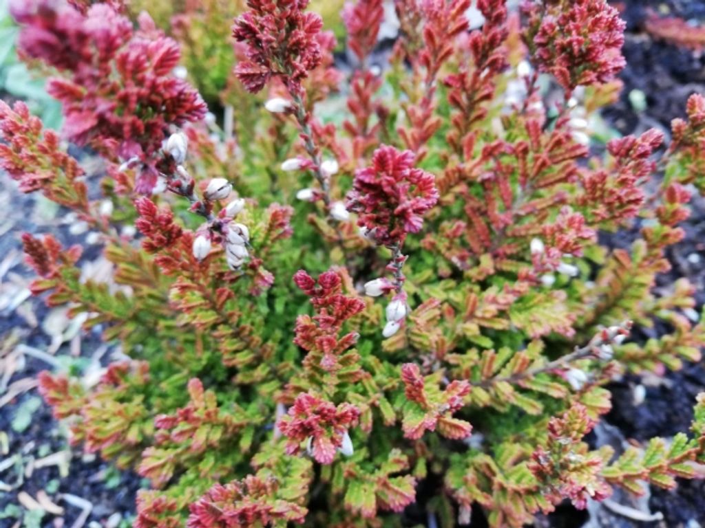 Calluna vulgaris Yellow River - Sommerheide - 5-Stück