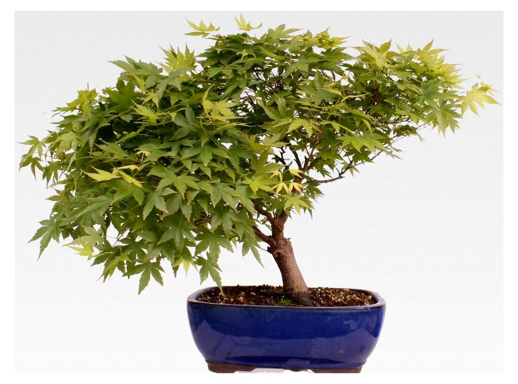 Bonsai - A. palmatum, Japanischer Fächerahorn