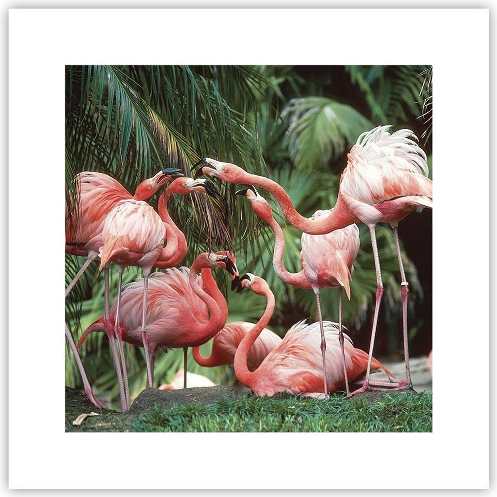 Poster - Poster ohne Rahmen - Palmen Herde Flamingos - 30x30 cm - Wand Bild - Wanddeko - Wandbilder - Kunstposter - Wandposter - Bilder - Kunstdruc...