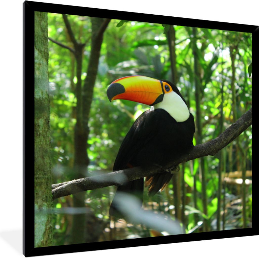 MuchoWow Gerahmtes Poster Tukan im Baum 40x40 cm - Poster mit Schwarzem Bilderrahmen Wandposter Rahmen Foto Bilder - Mit Rahmen - Wanddekoration ...