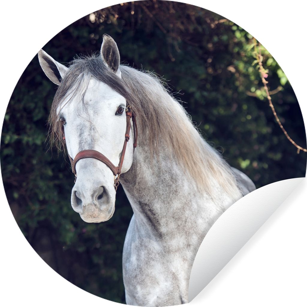 MuchoWow Runde Wandtattoo - Wandsticker Tapete Aufkleber Pferd - Halfter - Natur Ø 80 cm Selbstklebend und Repositionierbar - Wandaufkleber - Kr...