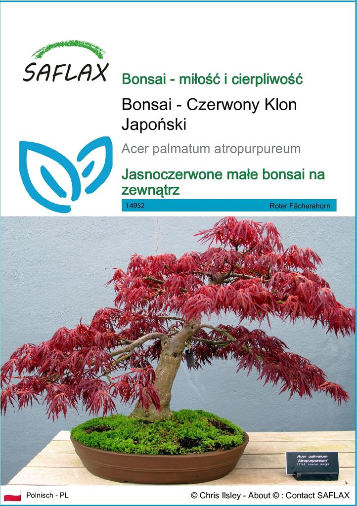 SAFLAX - Bonsai - Czerwony Klon Japoński - 20 Nasiona - Zdjęcie produktu 