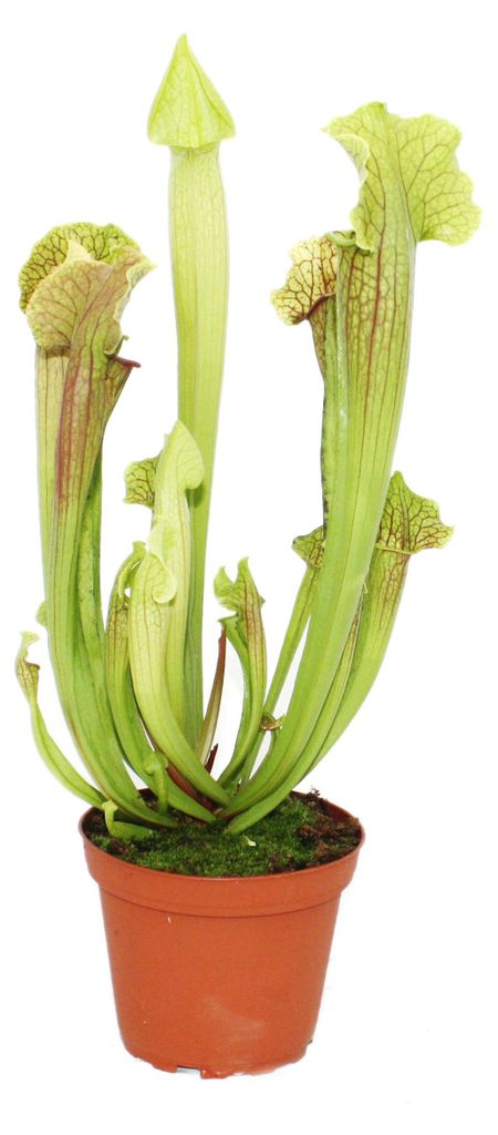Schlauchpflanze - Sarracenia - groß - 12cm Topf Produktbild 