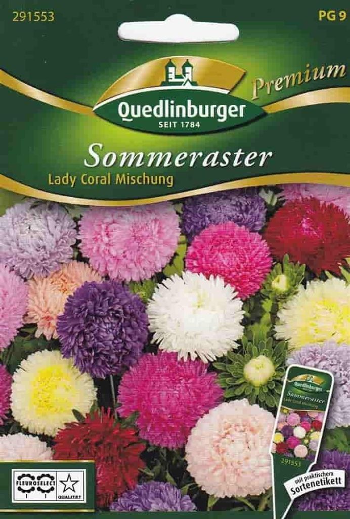 Sommerastern, Lady Coral Mischung Produktbild 