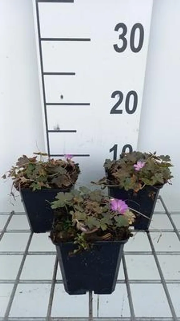 Plante vivace couvre-sol : Géranium Tanya Rendall lot de 6 godets 9cm