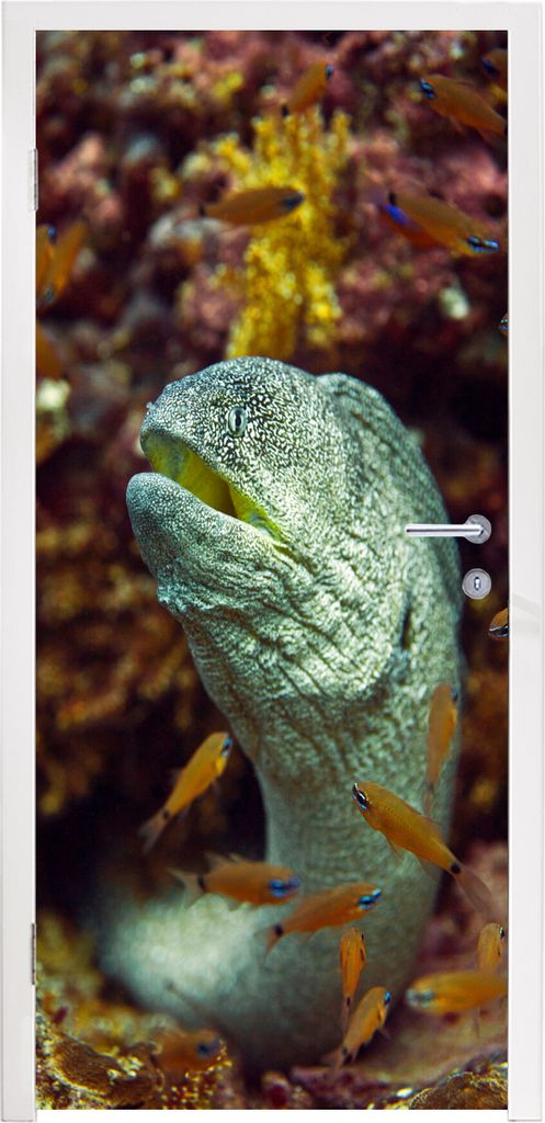 MuchoWow Türtapete Selbstklebende Türfolie Fische - Korallen - Ozean 80x215 cm Türposter Türaufkleber Klebefolie Türklebefolie - Selbstklebe...