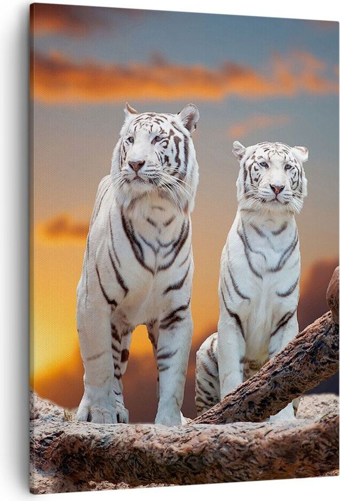 Bild auf Leinwand - Leinwandbild - Einteilig - Tiger weiß Rock Sonnenuntergang - 50x70cm - Wand Bild - Wandbilder - Leinwanddruck - Wanddekoration...