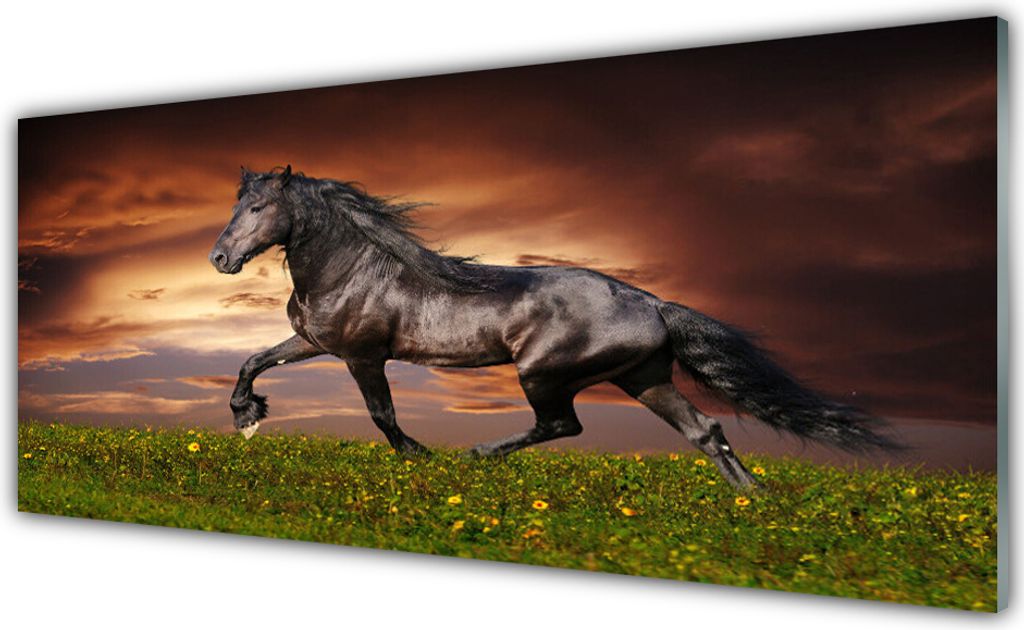 Küchenrückwand aus Glas 125x50cm Spritzschutz Schwarzes Pferd Wiese Tiere