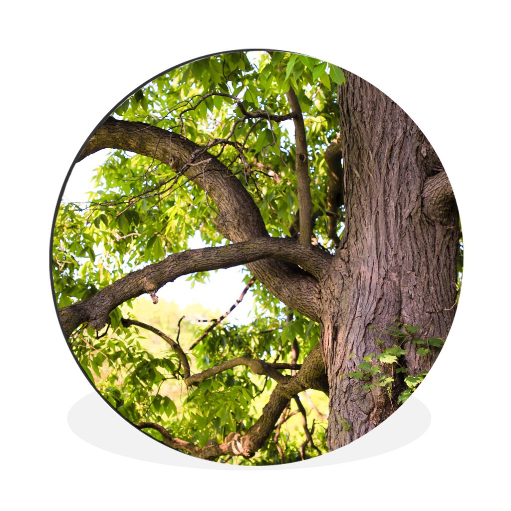 MuchoWow Aluminium Wandkreis Kastanienbaum im Frühling Ø 90 cm Wanddeko Modern Wohnzimmer - Mauerkreis - Wandbilder - Runde Bild - Bild aus Alu...