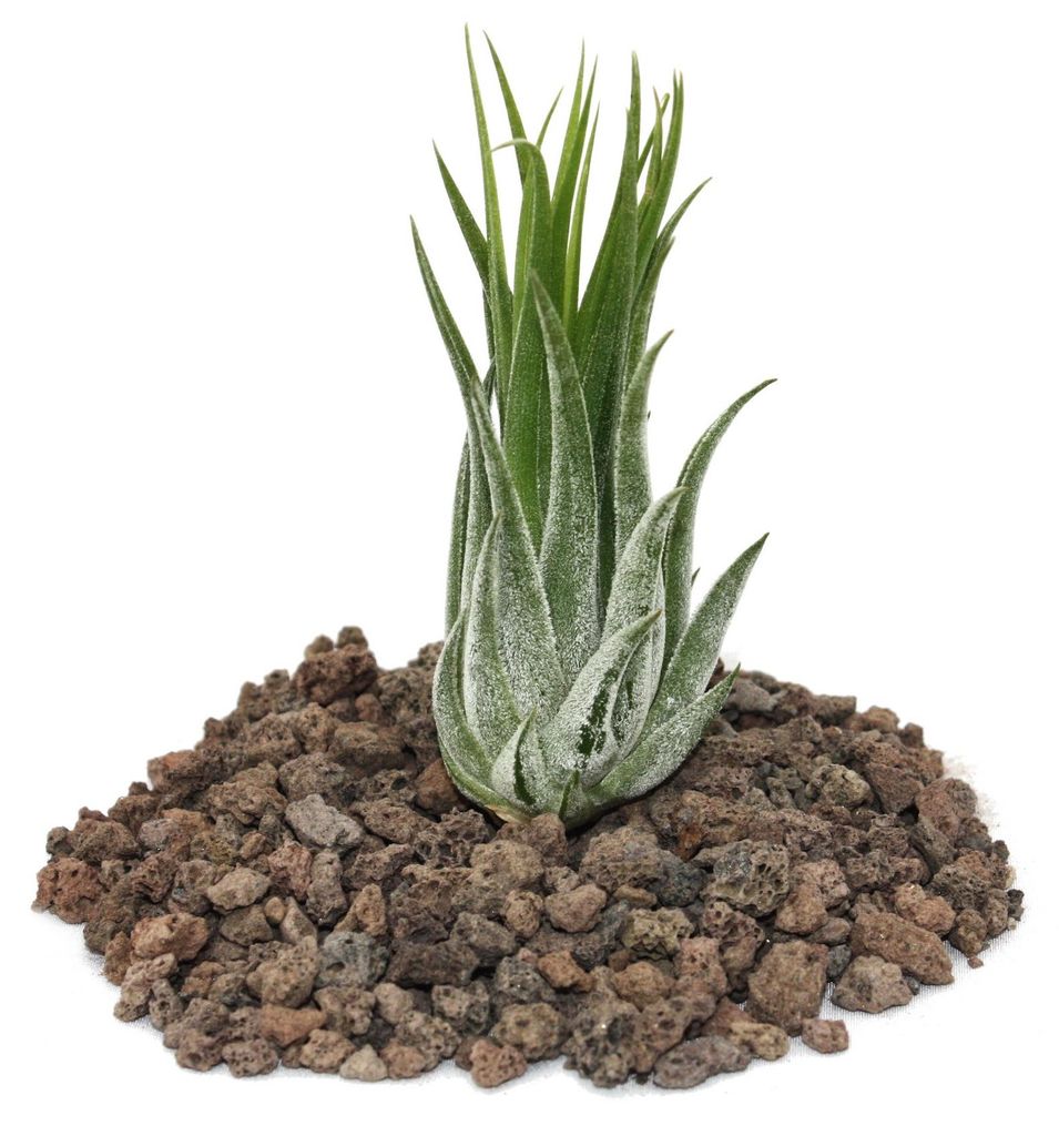 Tillandsia scarposa – voľne predávaná rastlina Obrázok produktu 