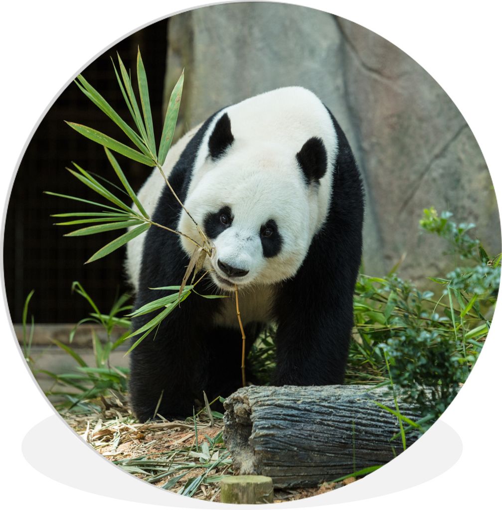 MuchoWow Rundes Wandbild - Runde Bilder Panda - Baumstamm - Höhle Ø 60 cm Kreis Wanddekoration Kunststoff - Wandkreis - Wandschmuck - Wand Krei...