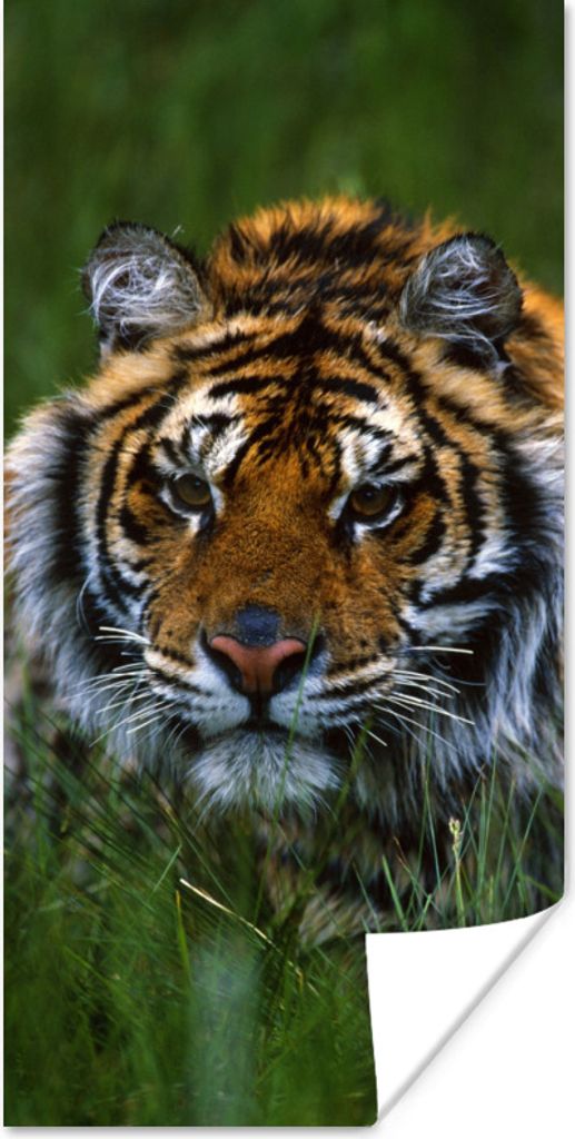 MuchoWow Poster Sibirischer Tiger im Gras versteckt 60x120 cm - Wandschmuck