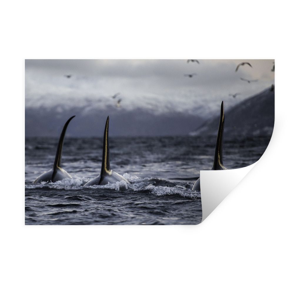 MuchoWow Wandtattoo Wandsticker Wandaufkleber Drei Orcas 90x60 cm Selbstklebend und Repositionierbar - Aufkleber