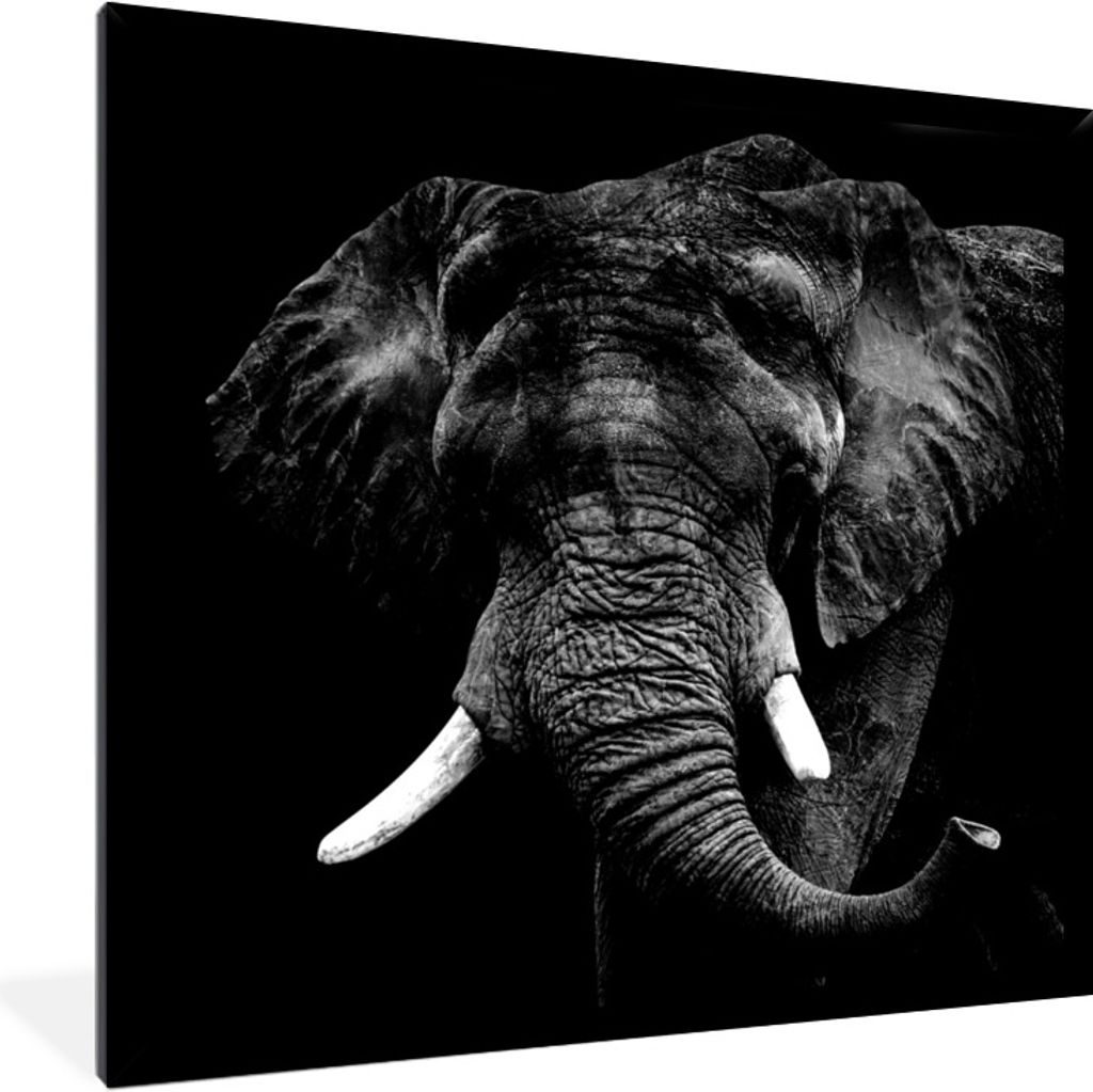 MuchoWow Gerahmtes Poster Elefant - Tiere - Zähne - Schwarz - Weiß 40x40 cm - Poster mit Schwarzem Bilderrahmen Wandposter Rahmen Foto Bilder -...