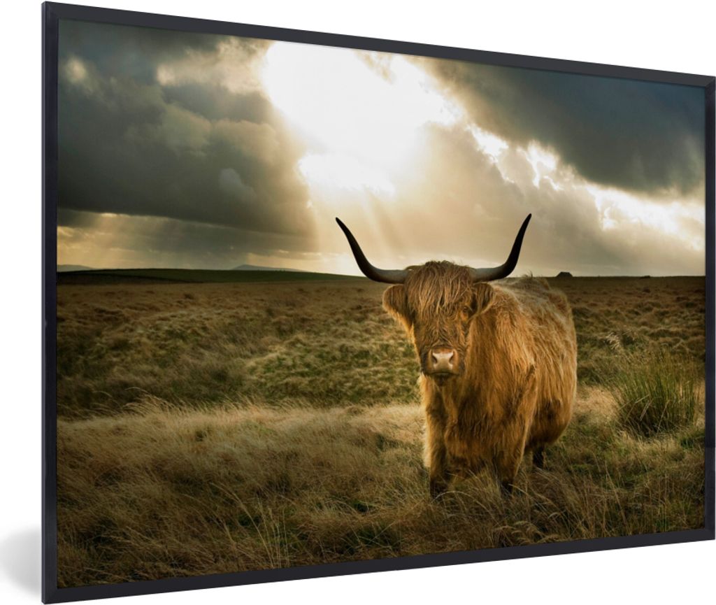 MuchoWow MuchoWow Gerahmtes Poster Schottisches Hochlandrind - Sonne - Tiere 90x60 cm - Poster mit zchwarzem Bilderrahmen - Fotorahmen - Foto-P...