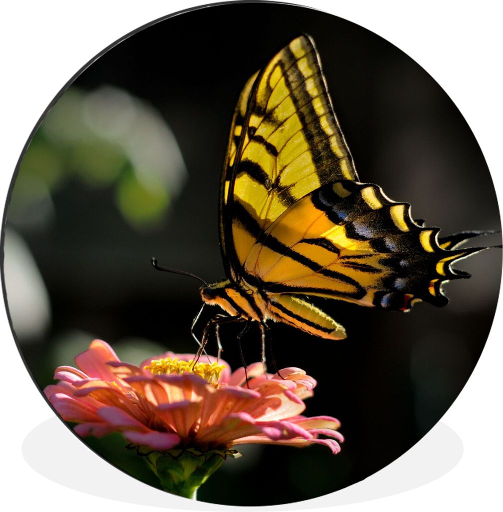 MuchoWow Aluminium Wandkreis Schmetterling - Botanisch - Blume Ø 90 cm Wanddeko Modern Wohnzimmer - Mauerkreis - Wandbilder - Runde Bild - Bild ...