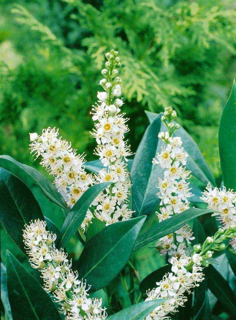 Prunus laurocerasus 'Otto Luyken', Kirschlorbeer,