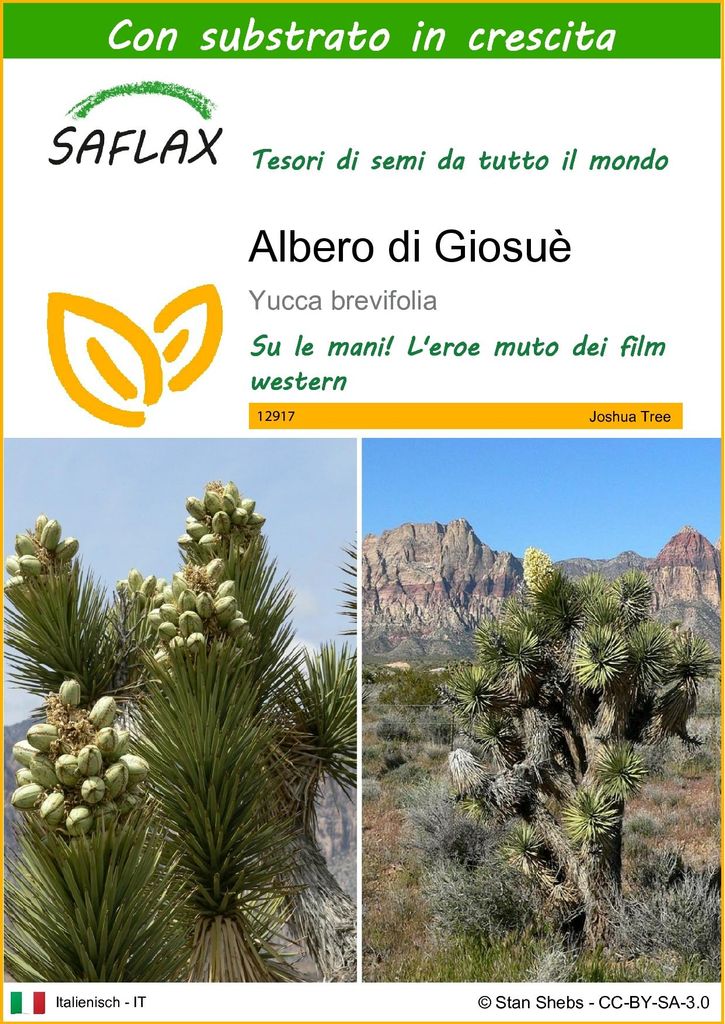 SAFLAX  - Albero di Giosuè - 10 semi - Con substrato - Immagine del prodotto 