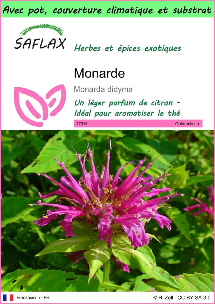 SAFLAX Garden to go - Monarde - 20 graines - Monarda Image du produit 