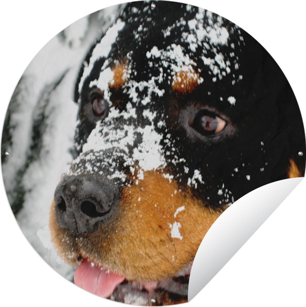 MuchoWow Gartenposter Outdoor-Poster Rund Schöner Rottweiler im Schnee Ø 90 cm Gartendeko Rundes Poster draußen
