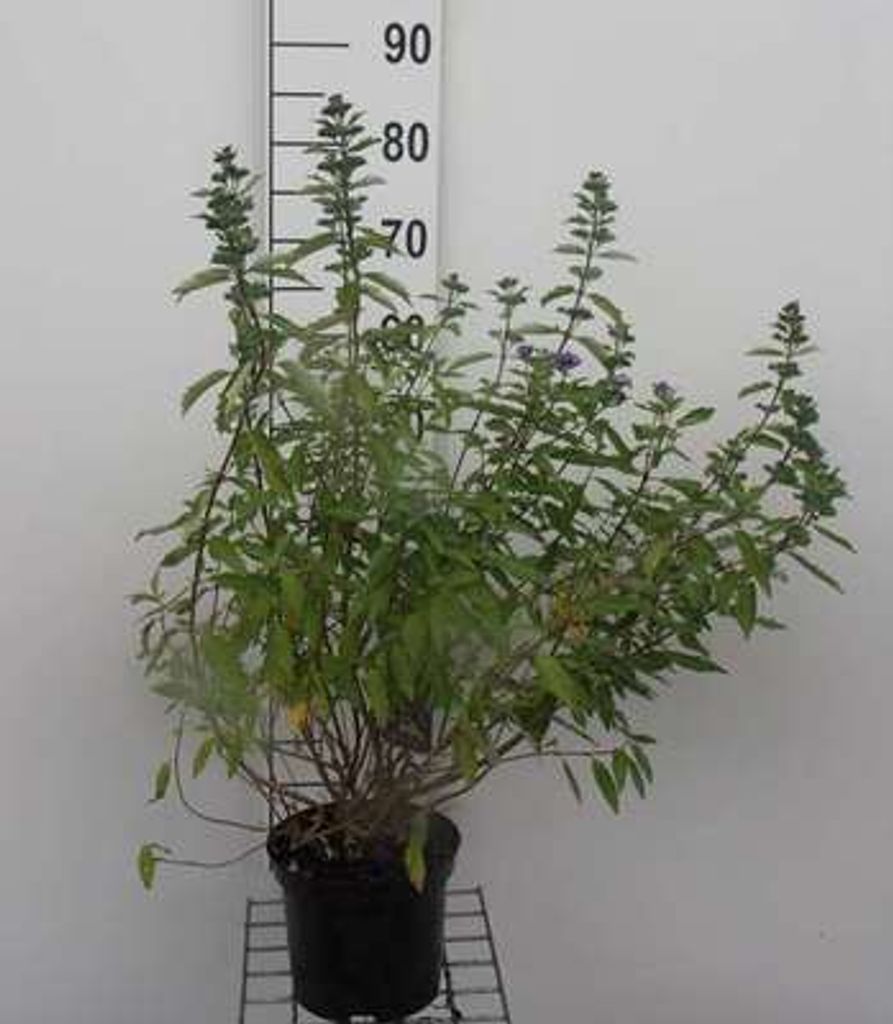 Caryopteris cland. 'Kew Blue' - Bartblume 30- 40 cm Container