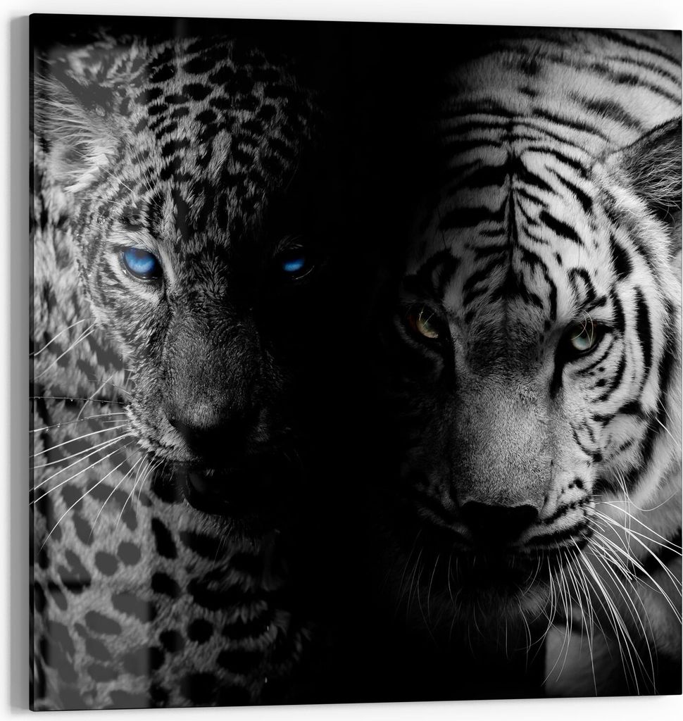 DEQORI Magnettafel Glas 50x50 cm 'Leopard und Tiger' beschreibbar Whiteboard