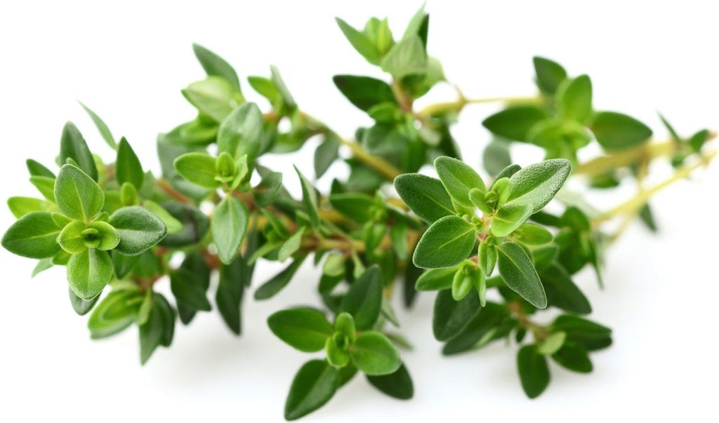 EMSA Substratkapsel Click & Grow Thymian 3er Pack, Thymian Produktbild 