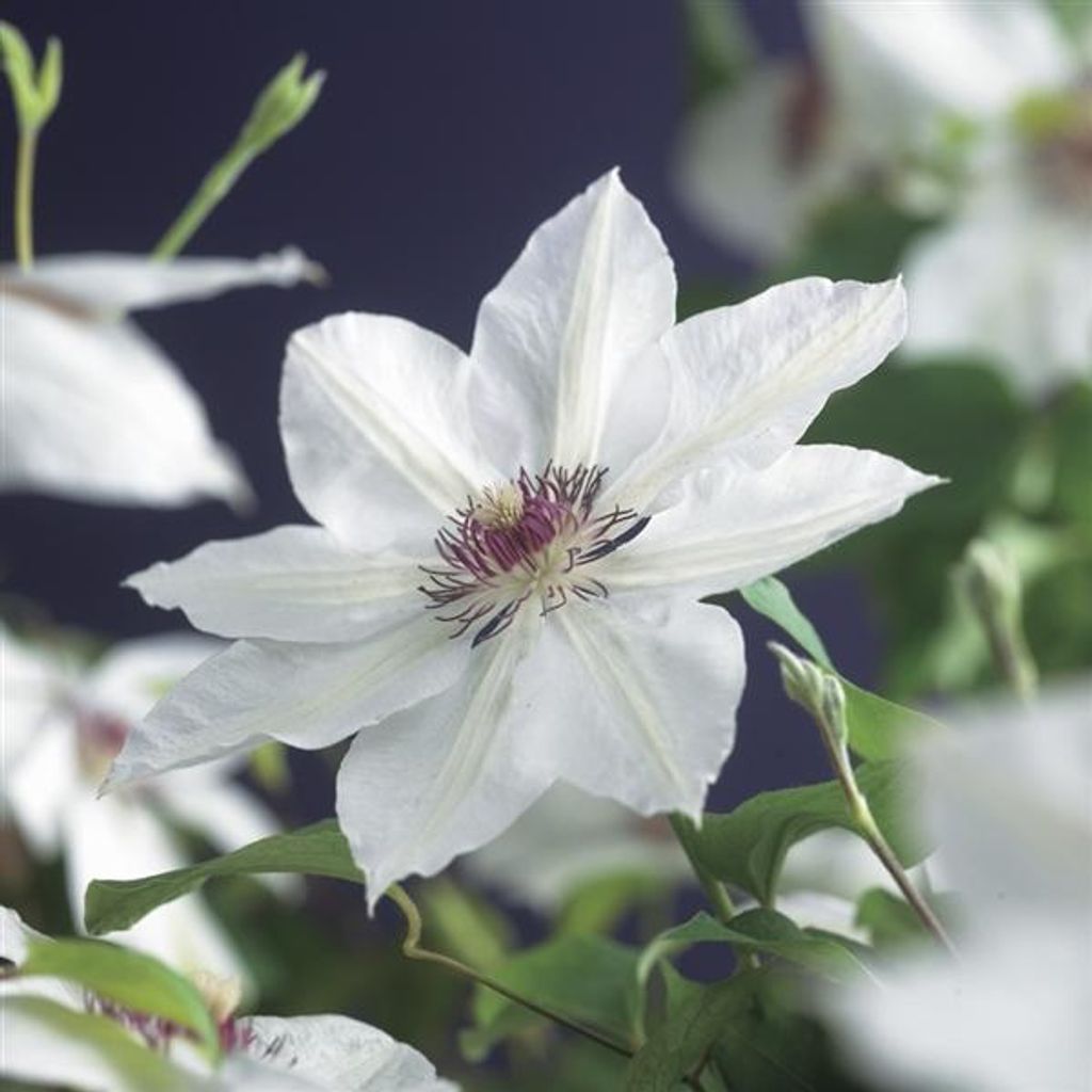 Clematis Miss Bateman – bíle kvetoucí popínavá rostlina, Obrázek produktu 