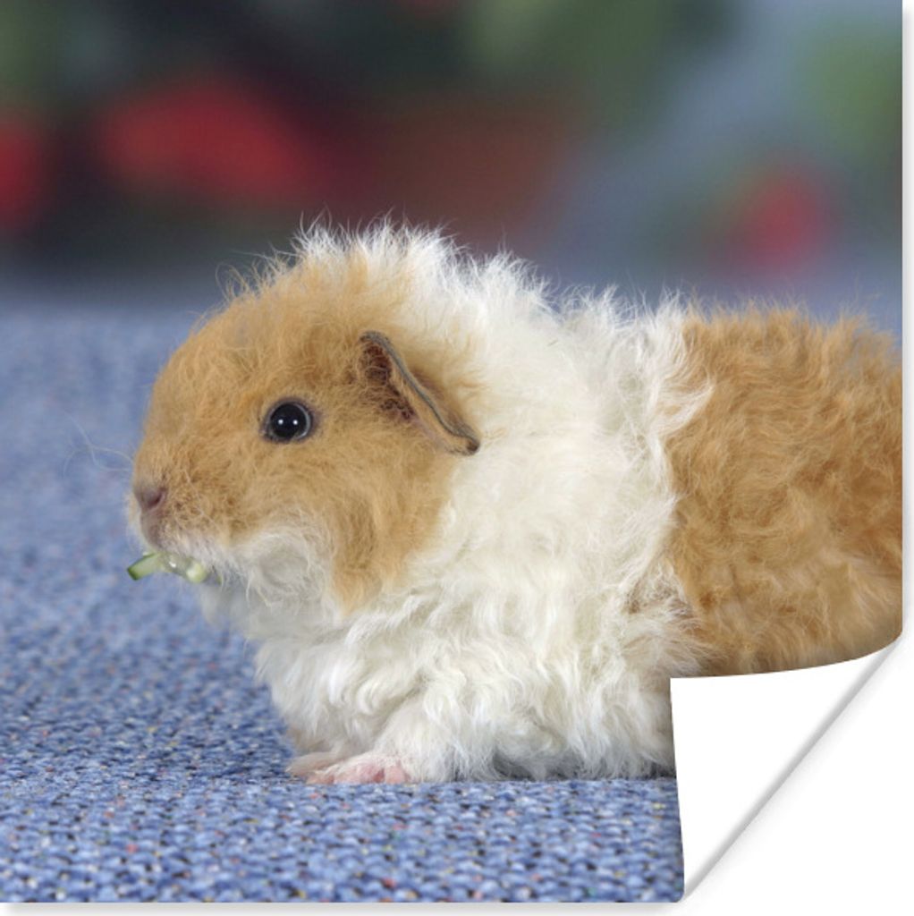MuchoWow Poster Texel-Meerschweinchen 75x75 cm - Wand Dekoration