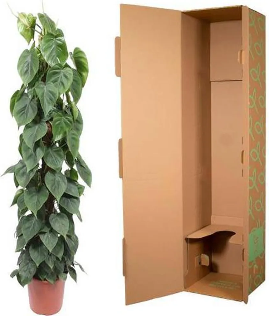 Philodendron scandens 150 cm : la solution plante verte dépolluante - 3