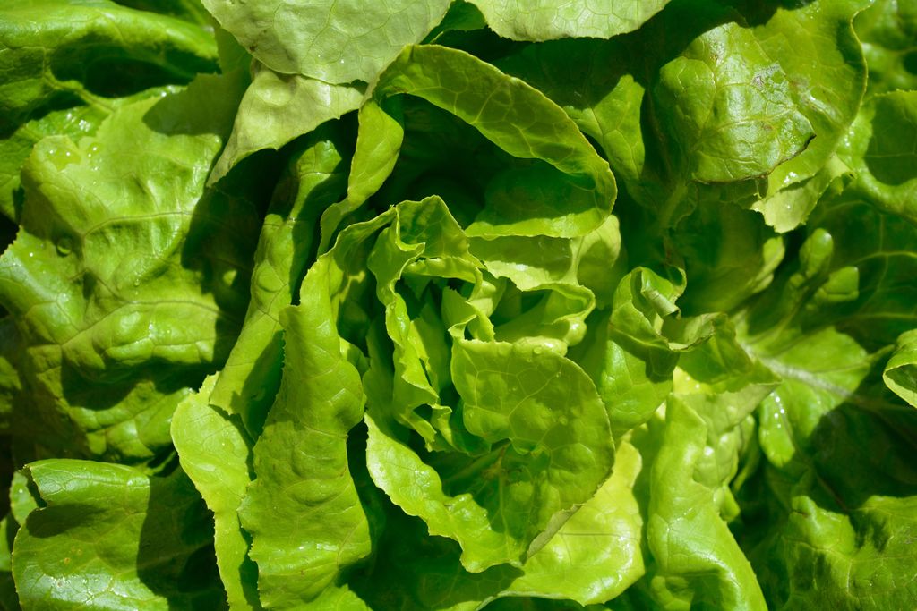 Kopfsalat Pillensaat Samen Mafalda Salat Gemüse Saatgut Garten Hochbeet Lausfrei Salatsamen ca 35 Pillen AlexLand