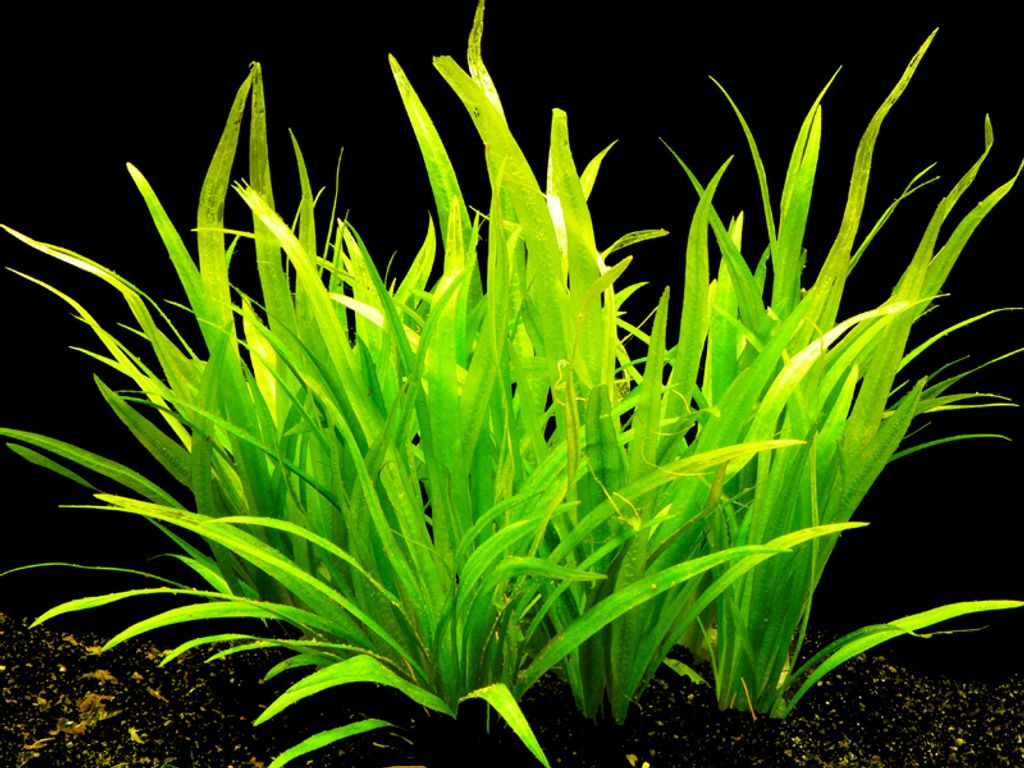5 Bund Zwerg-Schwertpflanze (Echinodorus Latifolius)