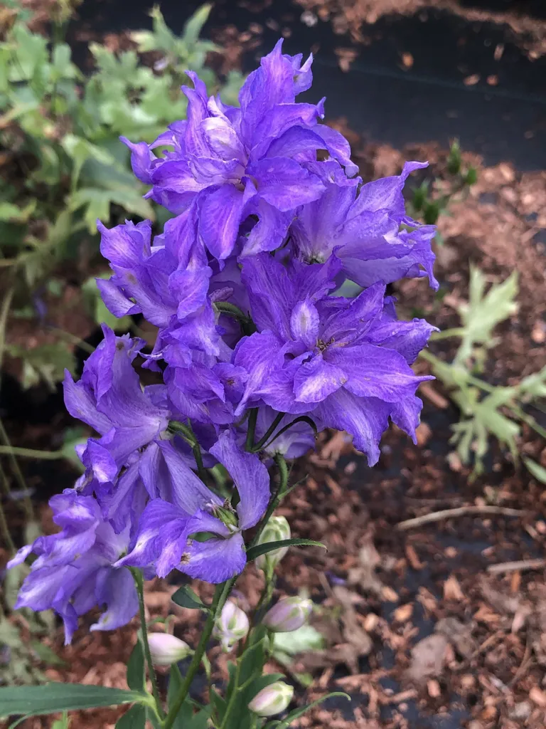 6 Delphinium Delgenius Breezin - Pied d'alouette en pot de 9x9 cm