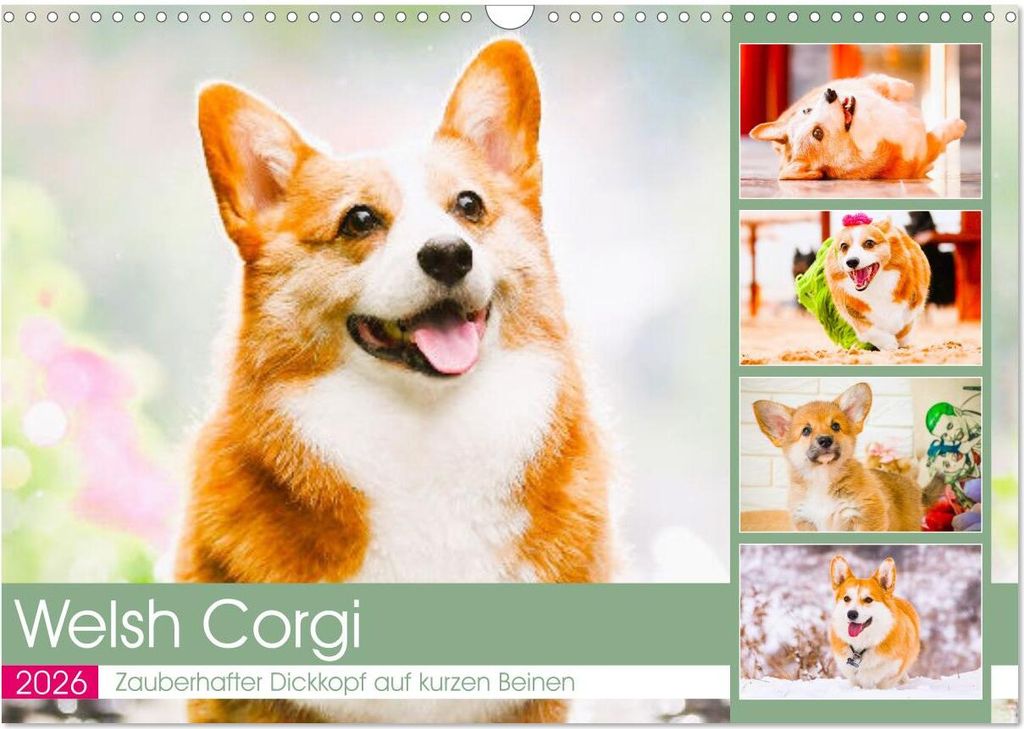 Welsh Corgi. Zauberhafter Dickkopf auf kurzen Beinen (Wandkalender 2026 DIN A3 quer), CALVENDO Monatskalender