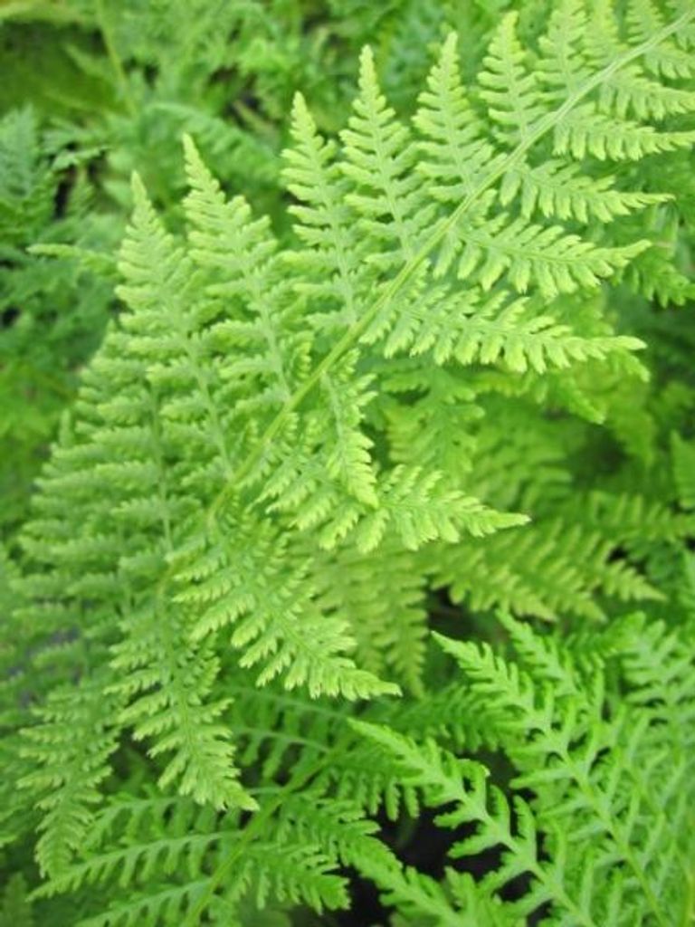 Frauenfarn -  Gemeiner Waldfarn - Athyrium filix femina - Produktbild 