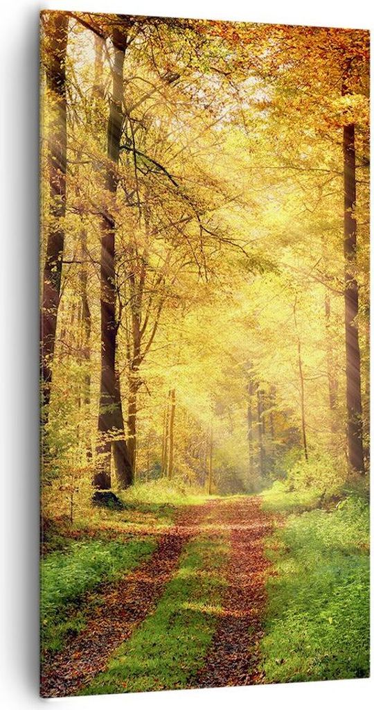 Bild auf Leinwand - Leinwandbild - Wald Baum Natur - Produktbild 