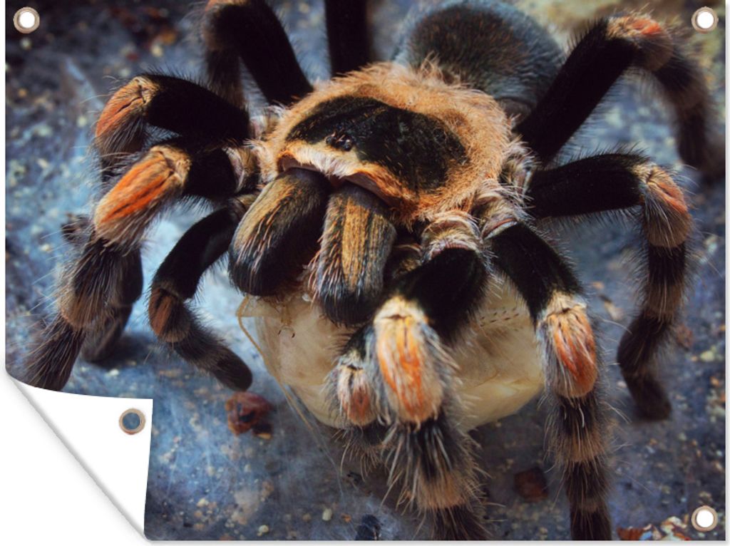 MuchoWow