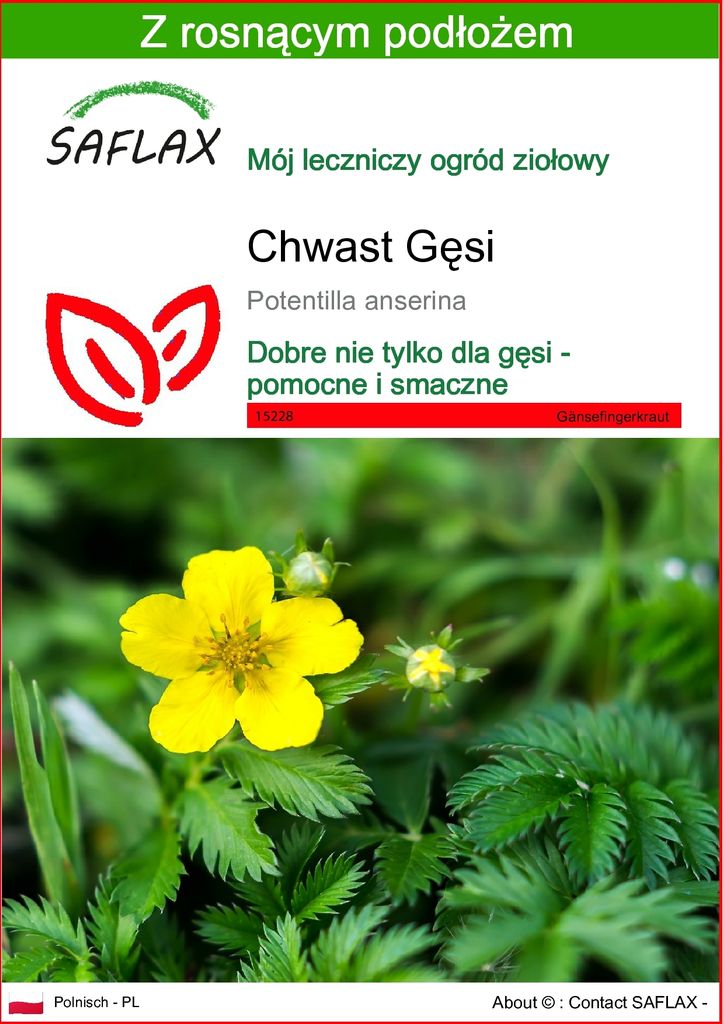 SAFLAX - Chwast Gęsi - 20 Nasiona - Z podłożem uprawowym Zdjęcie produktu 